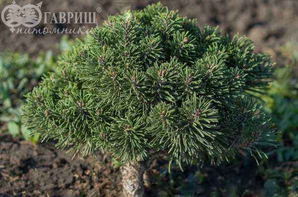 Купить сосна горная hnizdo деревья и растения