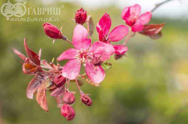 Саженцы яблоня royal beauty