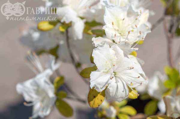 саженцы Азалия японская Schneesturm