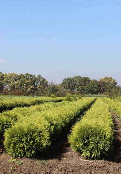 Купить туя западная woodwardii деревья и растения