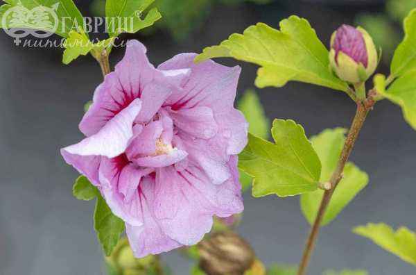 саженцы Гибискус сирийский Lavender Chiffon