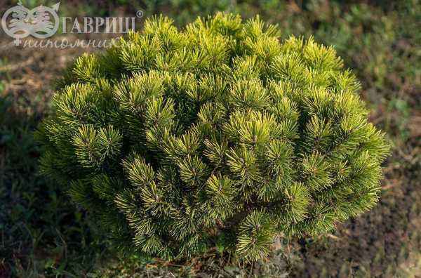Купить сосна горная ophir деревья и растения