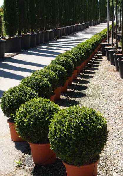 саженцы Самшит вечнозеленый