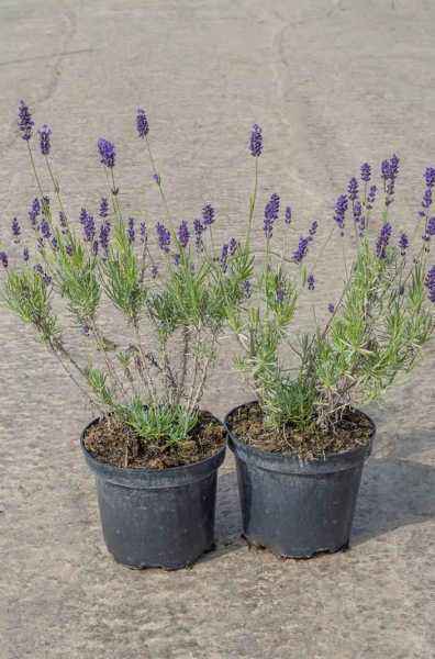 саженцы Лаванда узколистная Hidcote (Hidcote Blue)
