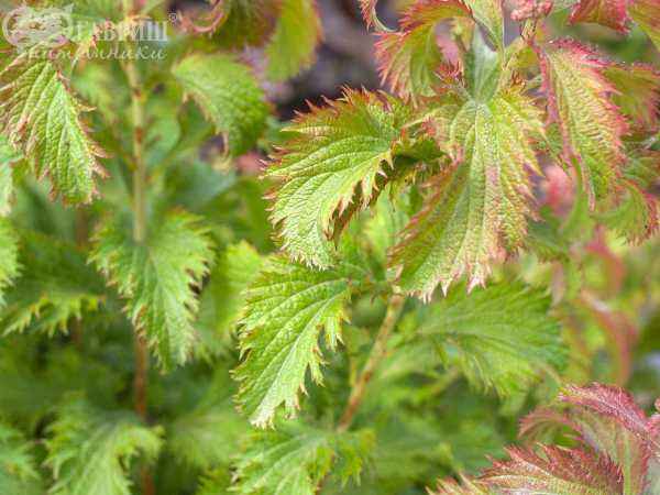 саженцы Спирея японская Crispa