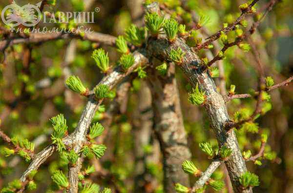 Купить лиственница японская stiff weeper деревья и растения