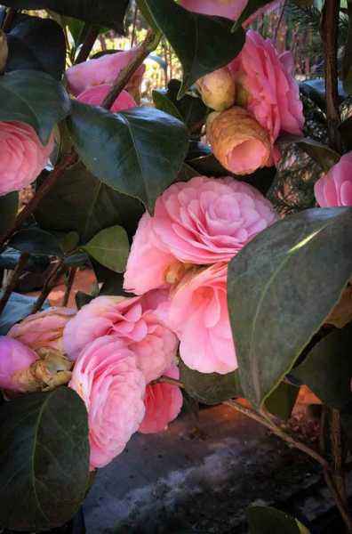 саженцы Камелия