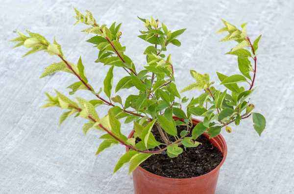 саженцы Форзиция промежуточная (корейская) Kumson