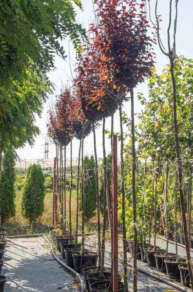 Саженцы слива растопыренная nigra