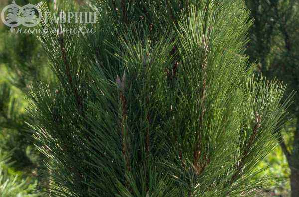 Купить сосна черная green tower деревья и растения