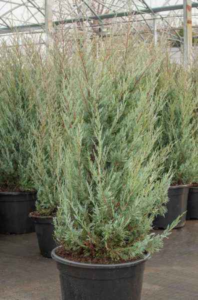 Купить можжевельник скальный moffat blue деревья и растения