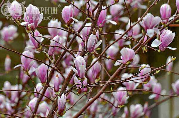 Саженцы магнолия x soulangeana alexandrina