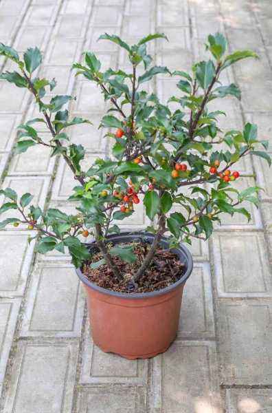 саженцы Падуб Мезерва Blue Girl