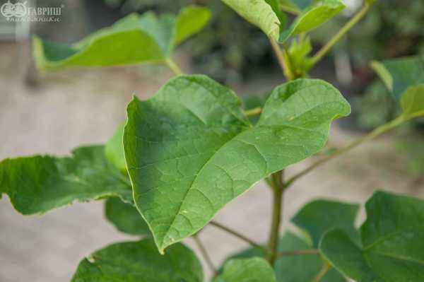 Саженцы катальпа бигнониевидная