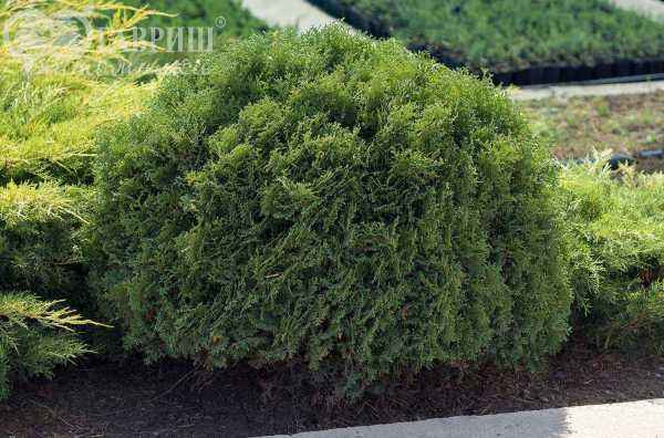 Купить туя западная hoseri деревья и растения