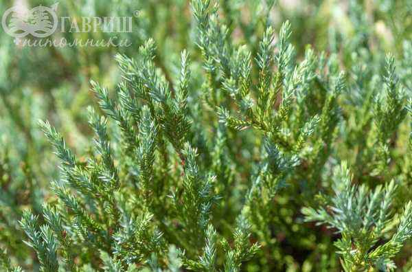 Купить можжевельник горизонтальный blue forest деревья и растения