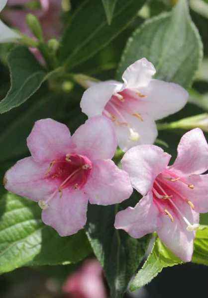 саженцы Вейгела цветущая Red Prince