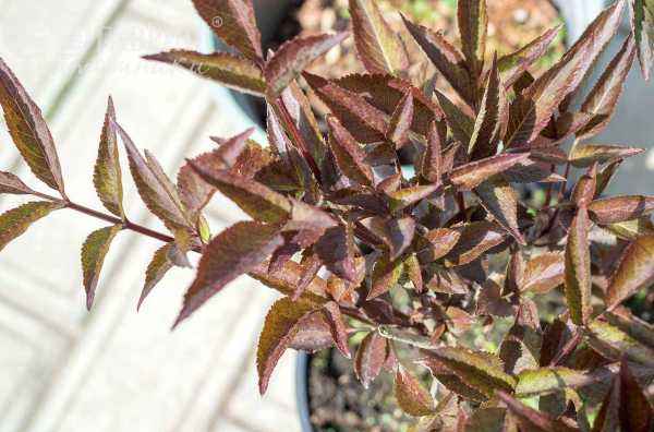 саженцы Бузина чёрная Black Beauty (Gerda)