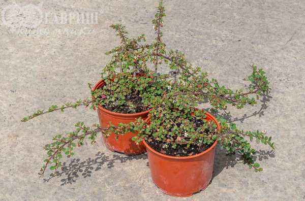 саженцы Кизильник лежачий Queen of Carpet