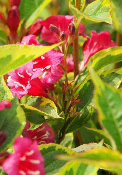 саженцы Вейгела цветущая Brigela