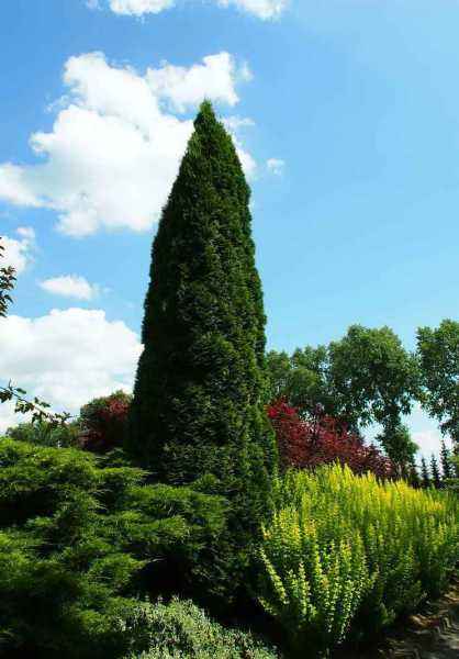 Купить туя западная holmstrup деревья и растения