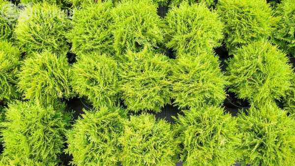 Купить туя западная mirjam деревья и растения