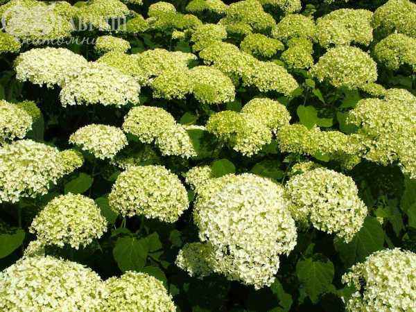 саженцы Гортензия древовидная Annabelle