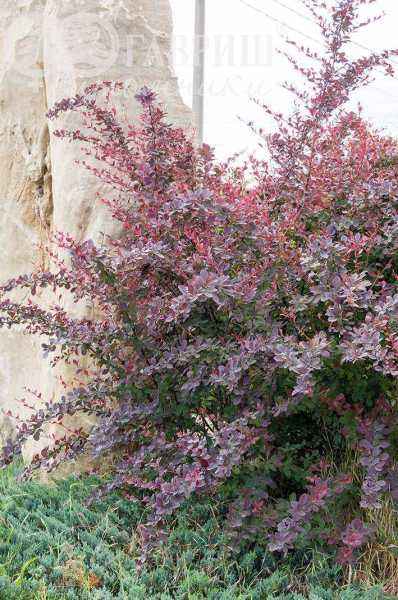 саженцы Барбарис оттавский Auricoma