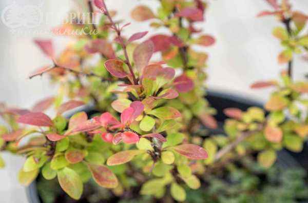 саженцы Барбарис Тунберга Pink Attraction