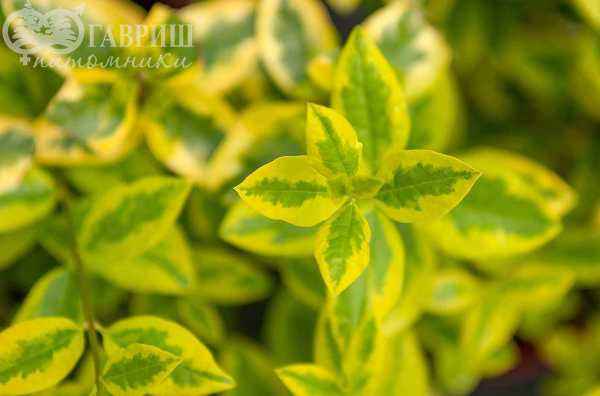 саженцы Бирючина круглолистная Aurea