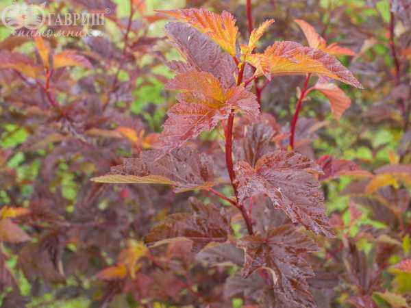 саженцы Пузыреплодник калинолистный Diable D'Or