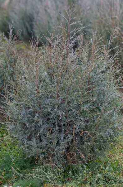 Купить можжевельник скальный pathfinder деревья и растения