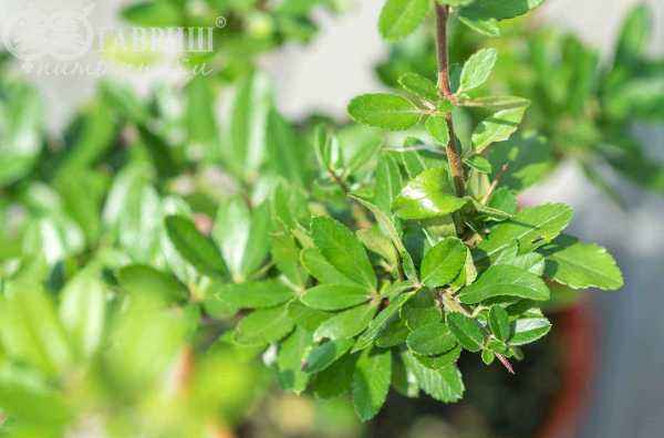 саженцы Пираканта Orange Glow