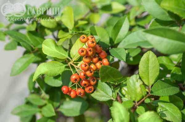 саженцы Пираканта Orange Glow