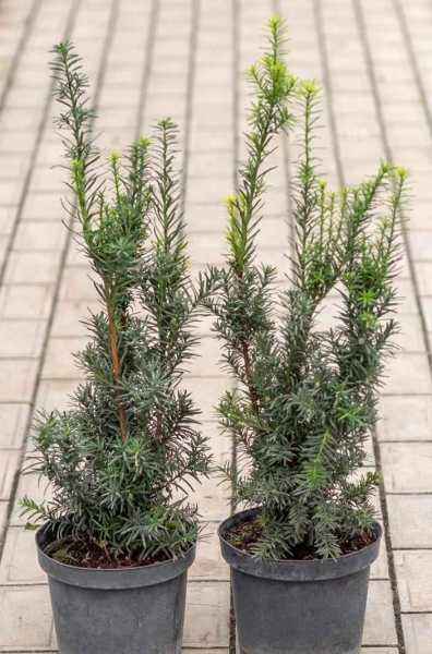 Купить тис средний hicksii деревья и растения