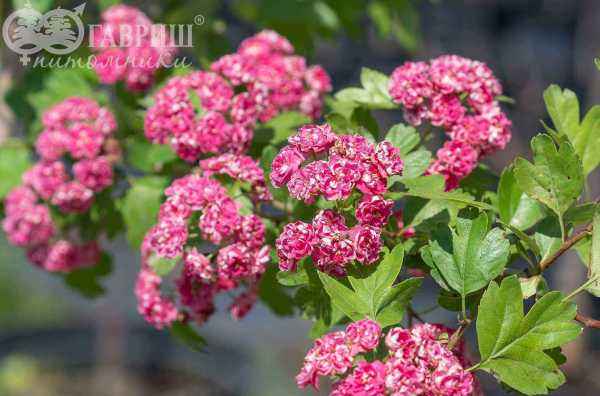 Саженцы боярышник обыкновенный (колючий) paul's scarlet