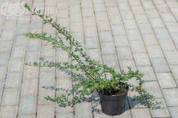 саженцы Кизильник Даммера Eichholz