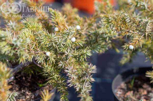 Купить можжевельник прибрежный schlager деревья и растения