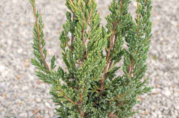 Купить можжевельник чешуйчатый blue compact деревья и растения