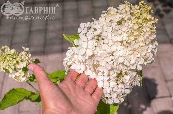 саженцы Гортензия метельчатая Unique