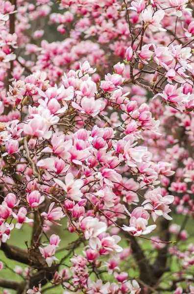 Саженцы магнолия heaven scent