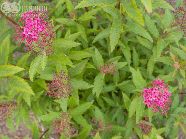 саженцы Спирея японская Neon Flash