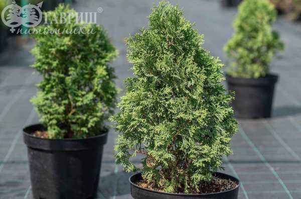 Купить туя западная miky деревья и растения