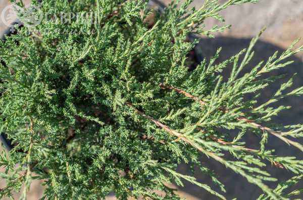 Купить можжевельник казацкий hicksii деревья и растения