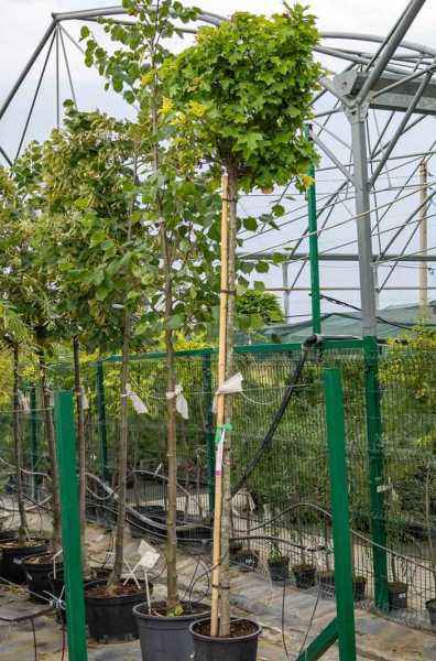 Саженцы дуб болотный green dwarf