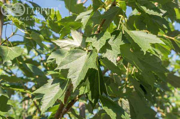 Саженцы клён остролистный