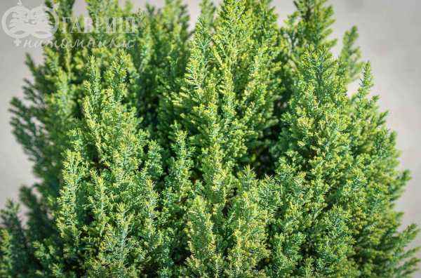 Купить кипарисовик лавсона stewartii деревья и растения