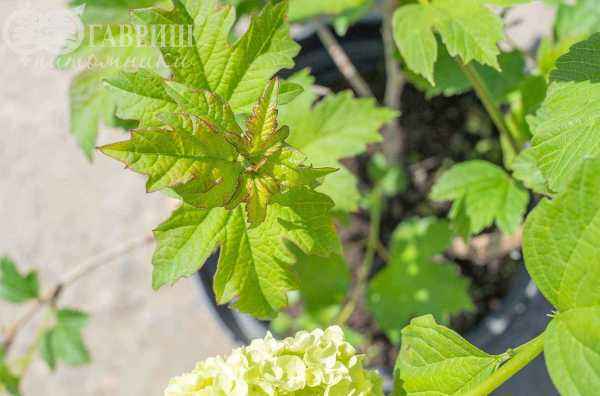 саженцы Калина обыкновенная Roseum