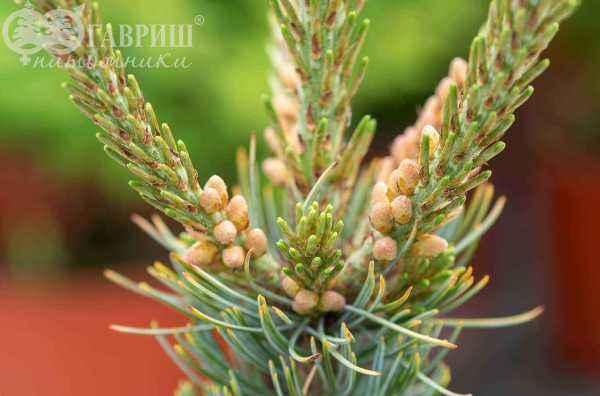 Купить сосна мелкоцветковая fukai деревья и растения