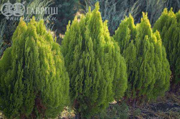 Купить туя восточная aurea nana деревья и растения